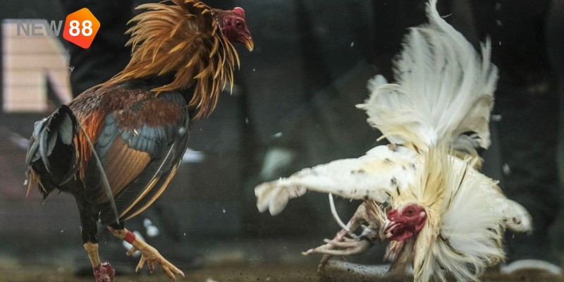 Những luật chấp điều gà chọi cần biết Những luật chấp điều gà chọi cần biết