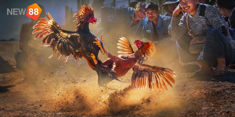 Những luật chấp điều gà chọi cần biết Những luật chấp điều gà chọi cần biết